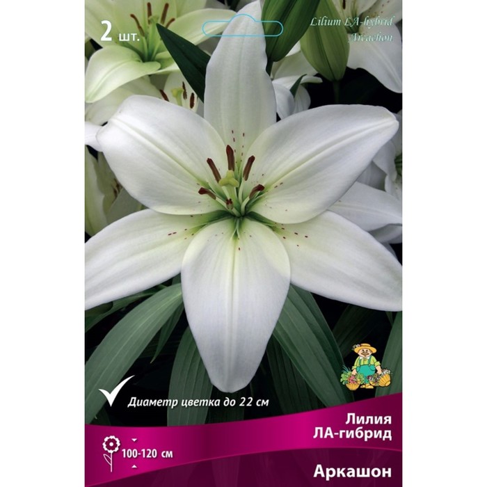 

Лилии ЛА-гибриды Аркашон, 14/16 р-р, 2 шт. 120 h(см), Осень 2022