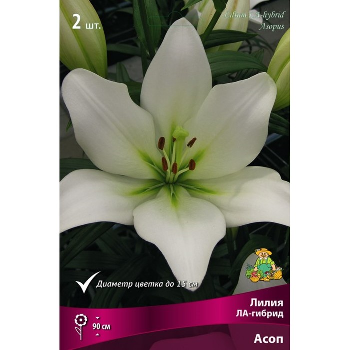 

Лилии ЛА-гибриды Асоп, 14/16 р-р, 2 шт. 90 h(см), Осень 2022