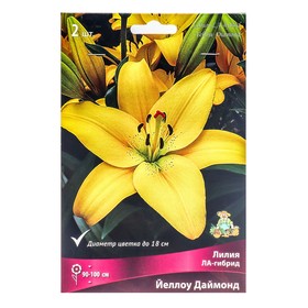 

Лилии "Поиск" ЛА-гибриды "Йеллоу Даймонд", 14/16 р-р, 2 шт. 90-100 h(см), Осень 2022