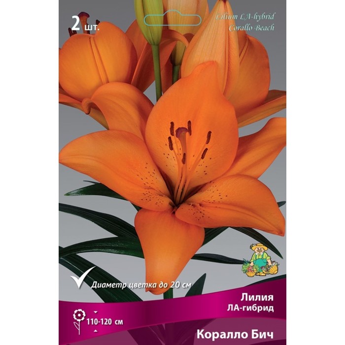 

Лилии ЛА-гибриды Коралло Бич, 14/16 р-р, 2 шт. 110-120 h(см), Осень 2022
