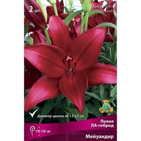 

Лилии ЛА-гибриды Мейуандер, 14/16 р-р, 2 шт. 110-120 h(см), Осень 2022