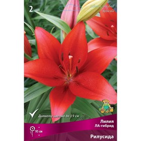 

Лилии ЛА-гибриды Рилусида, 14/16 р-р, 2 шт. 95 h(см), Осень 2022