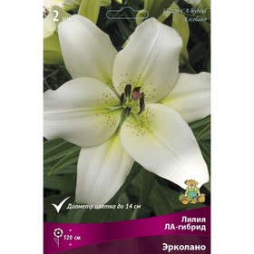 

Лилии ЛА-гибриды Эрколано, 14/16 р-р, 2 шт. 120 h(см), Осень 2022