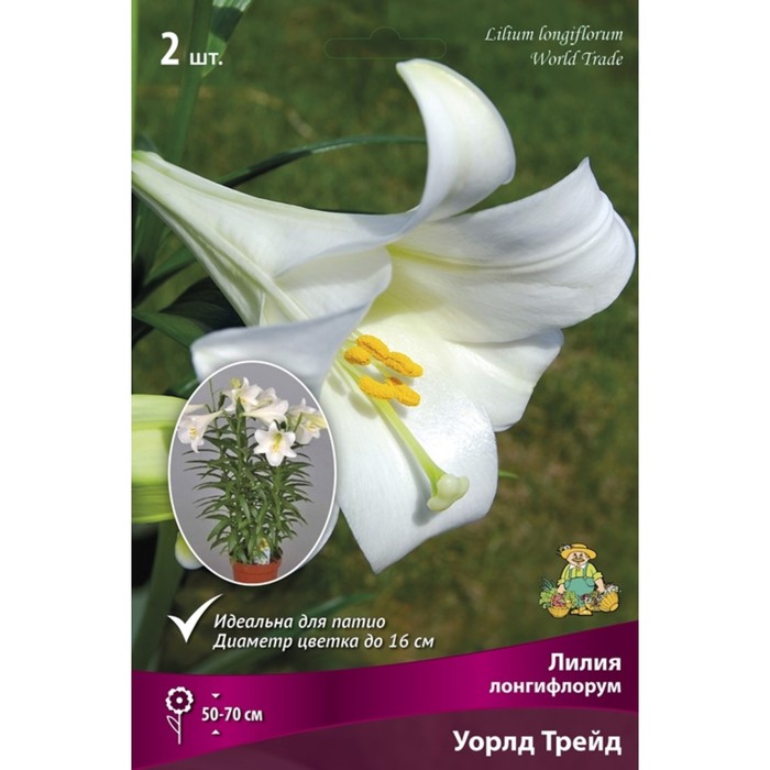 

Лилии Лонгифлорум Уорлд Трейд, 14/16 р-р, 2 шт. 50 h(см), Осень 2022