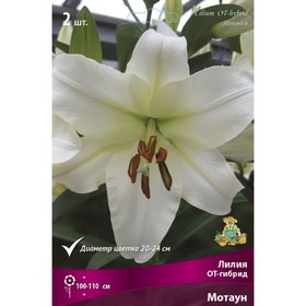 

Лилии ОТ-Гибриды Мотаун, 14/16 р-р, 2 шт. 100-110 h(см), Осень 2022