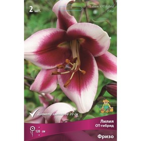 

Лилии ОТ-Гибриды Фризо, 14/16 р-р, 2 шт. 120 h(см), Осень 2022