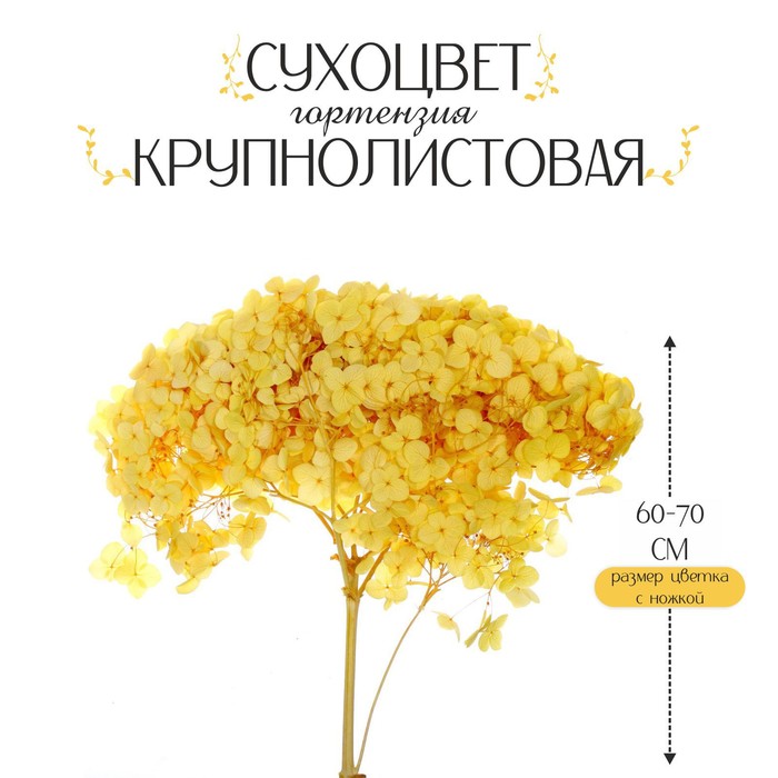 сухоцвет хризантема 60 г в упаковке Сухоцвет «Гортензия крупнолистовая», жёлтая, 1 веточка 60 - 70 см в упаковке