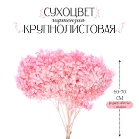 Сухоцвет «Гортензия крупнолистовая», тёмно розовый, 1 веточка 50 - 70 см в упаковке