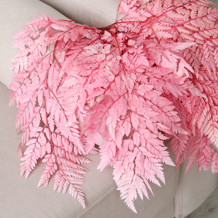 Сухоцвет Папоротник, розовый, 10 шт в упаковке
