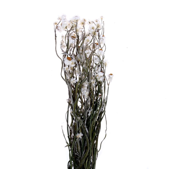 Сухоцвет Хризантема, 60 г в упаковке