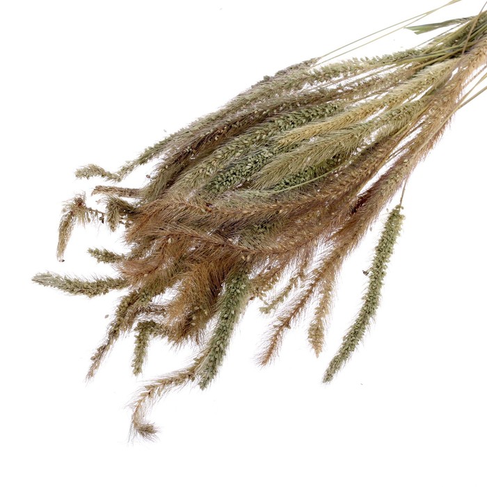 Сухоцвет «Щетинник», натуральный, 30 - 50 г в упаковке