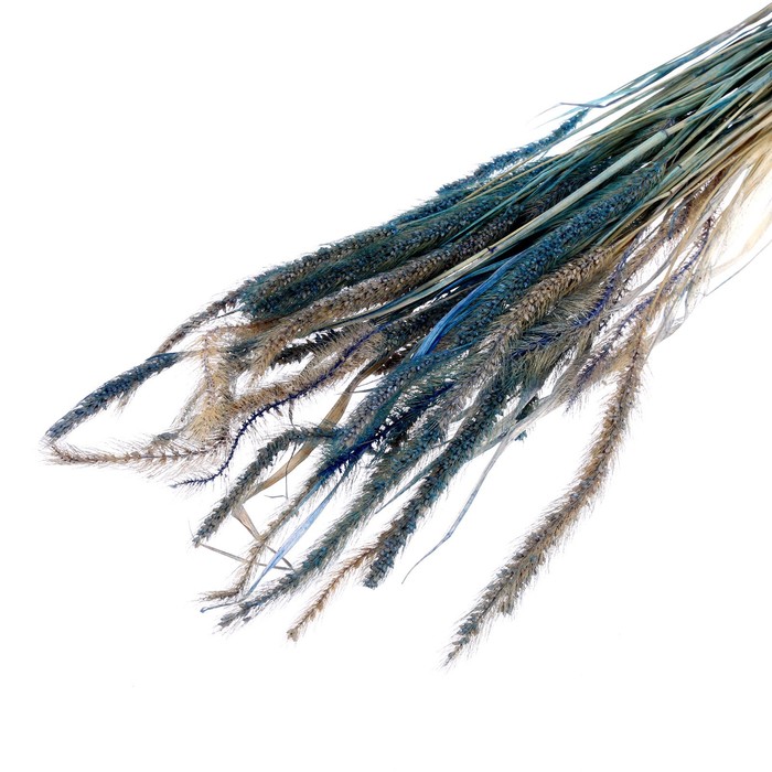 Сухоцвет «Щетинник», синий, 30 - 50 г в упаковке