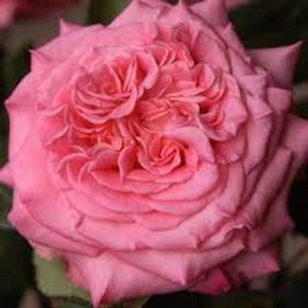 Саженец Розы Чайно-гибридная 