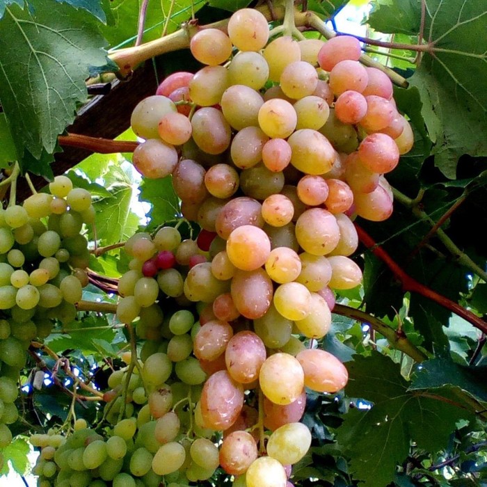 Саженец винограда Геракл, 1 шт, Весна 2024 саженец винограда гран при 1 шт весна 2024