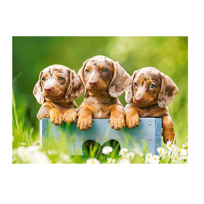 

Пазл «Щенки таксы», 100 элементов