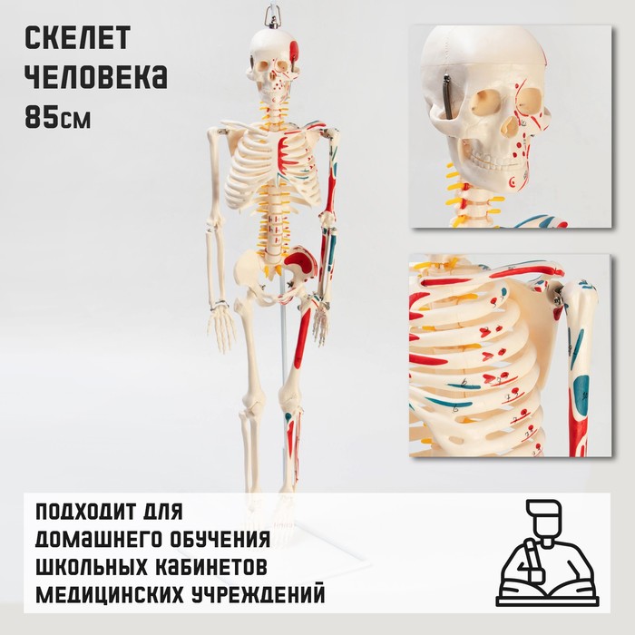 Макет Скелет человека 85см скелет и мускулы человека