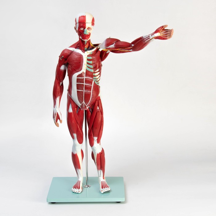 Макет Тело человека, мышцы, внутренние органы, разборный 78см