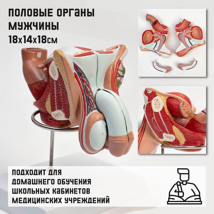 Макет Половые органы мужчины 18*14*18см латиноамериканская клавиатура для ноутбука sony vaio sve 14 sve14 svs14 sve14a sve14a18ech e14a18ecs e14a17ecp e14a17ecw la макет