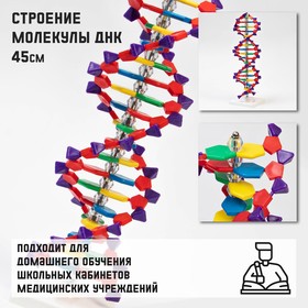 Макет 'Строение молекулы ДНК', 45см Ош