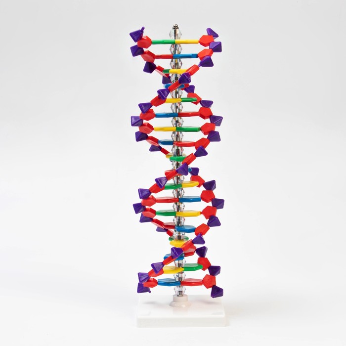 Макет "Строение молекулы ДНК", 45см