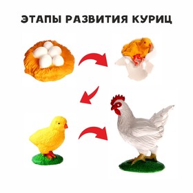 Обучающий набор "Этапы развития куриц" 4 фигурки