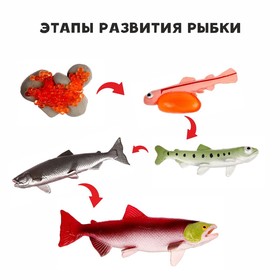 Обучающий набор "Этапы развития рыбки" 5 фигурок