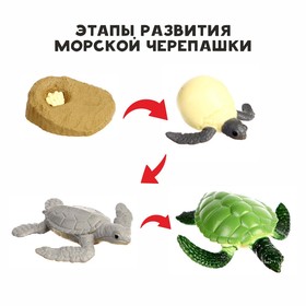 Обучающий набор "Этапы развития морской черепашки" 4 фигурки