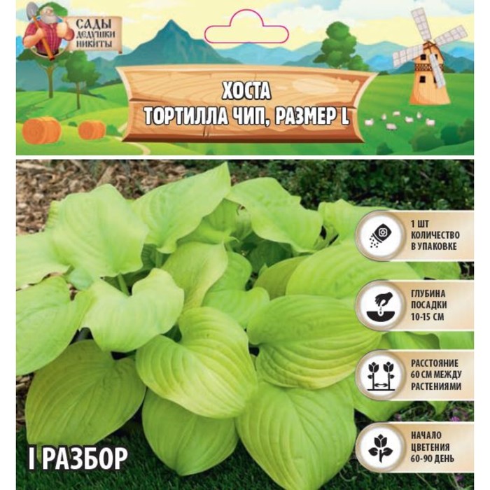 

Хоста "Tortilla Chip", р-р I, размер L,1 шт, Весна 2024