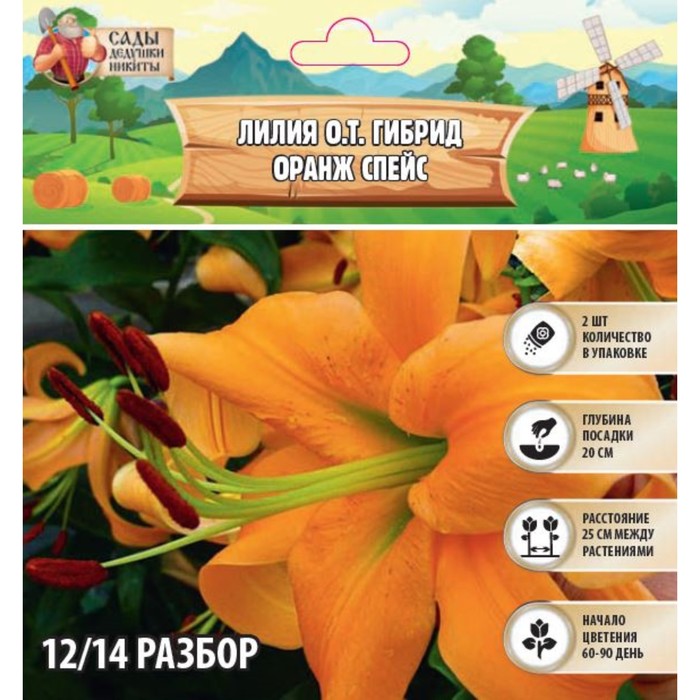 Лилия О.Т. Гибрид Orange Space, р-р 12/14, 2 шт, Весна 2024 луковица лилия от гибрид боррелло