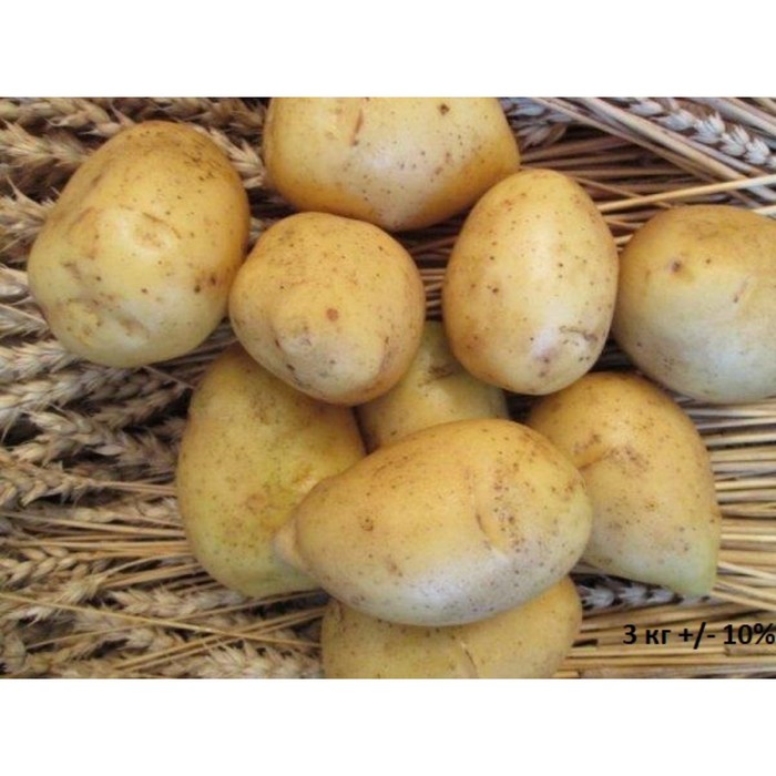 Семенной картофель "Лига", Элита, 3 кг +/- 10%