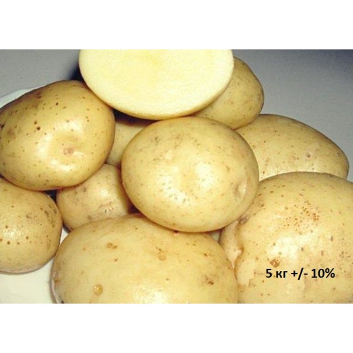 Семенной картофель "Санте", Элита, 5 кг +/- 10%