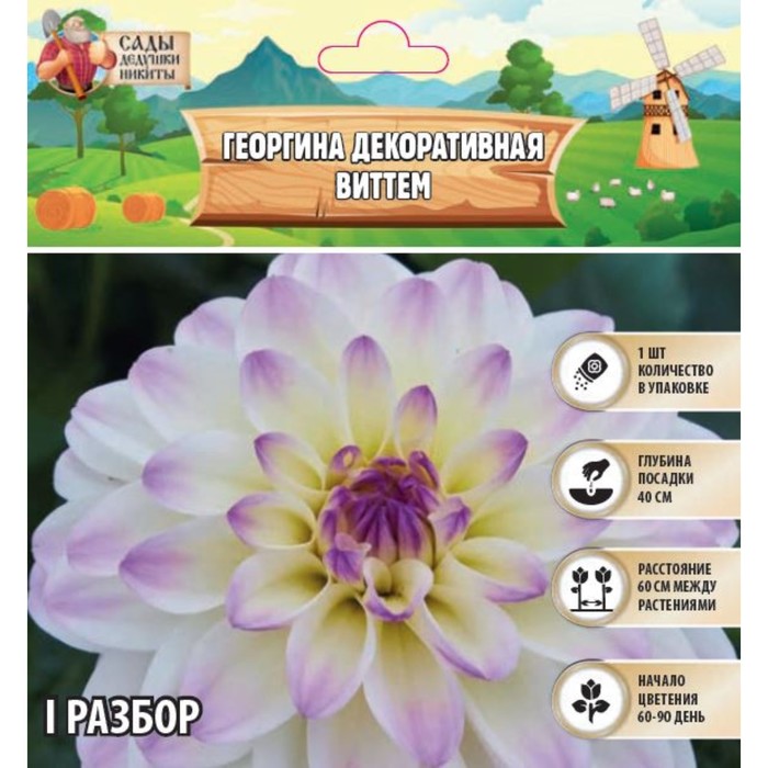 Георгина Декоративная 