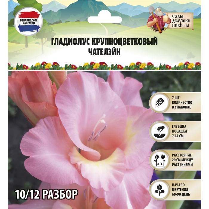 Гладиолус Крупноцветковый 