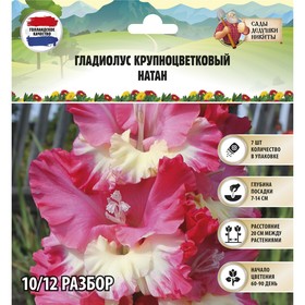 

Гладиолус Крупноцветковый "Natan", р-р 10/12, 7 шт , Весна 2023