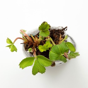 

Саженец Земляники ФРИГО Анаис (Anais) A (9-15 мм), 10 шт