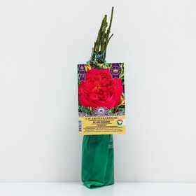 

Саженец Роза Английская "Сэр Джон Беджемэн" 1 шт, Весна 2023