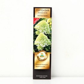 

Гортензия метельчатая Патио Люкс "Коттон Крим", 1 шт, туба, Весна 2023