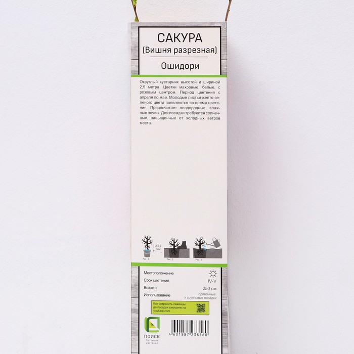 

Сакура (Вишня декоративная) "Ошидори", 1 шт, туба, Весна 2024
