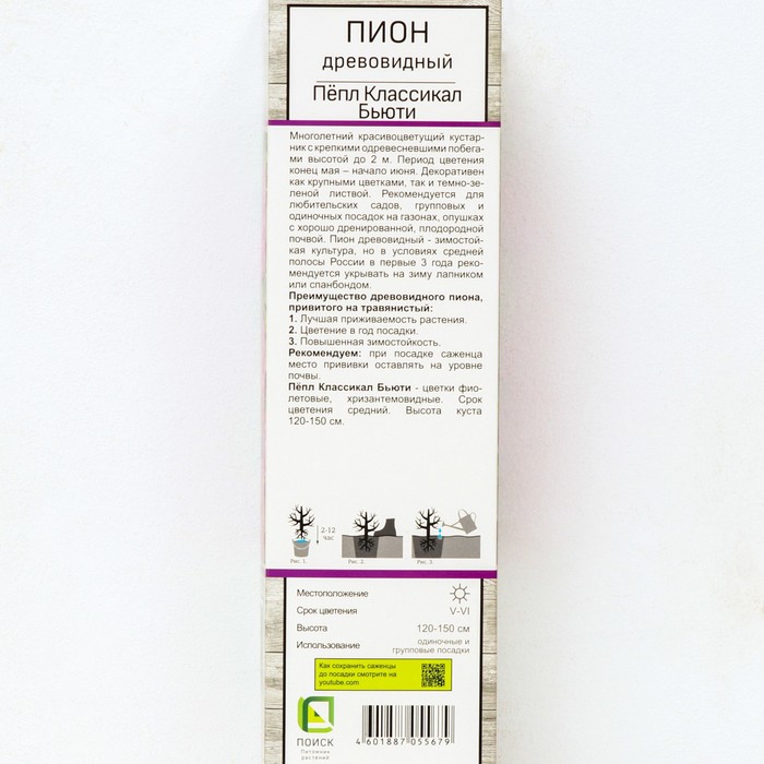 

Пион древовидный (привитый на травянистый) "Пёпл Классикал Бьюти", 1 шт, туба, Весна 2024