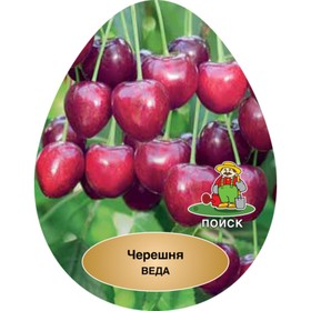 

Черешня "Веда ", 1 шт, туба, Весна 2023