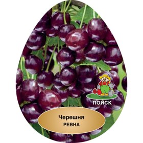 

Черешня "Ревна ", 1 шт, туба, Весна 2023