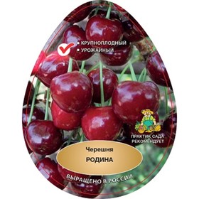 

Черешня "Родина ", 1 шт, туба, Весна 2023