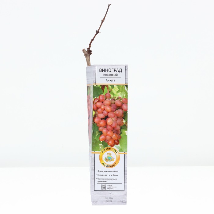 Виноград плодовый Анюта , 1 шт, туба, Весна 2024