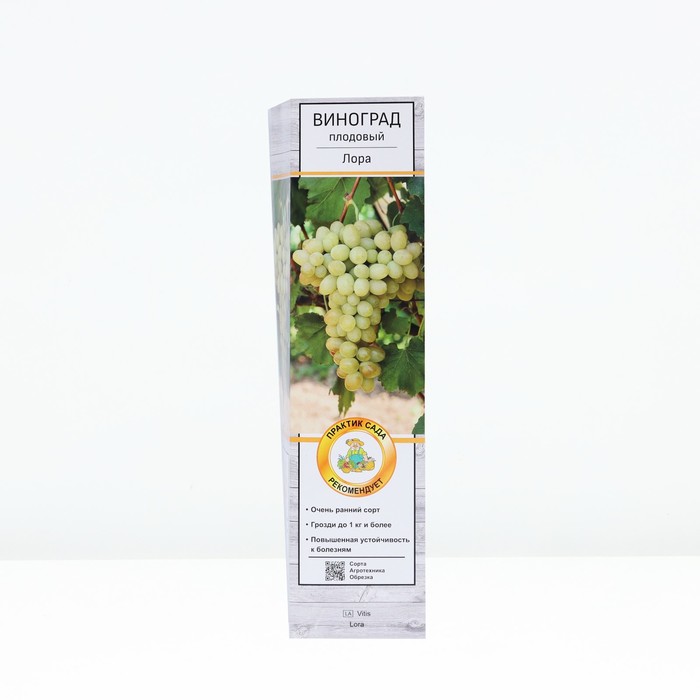 Виноград плодовый Лора, туба, 1 шт, Весна 2024 виноград столовый лора