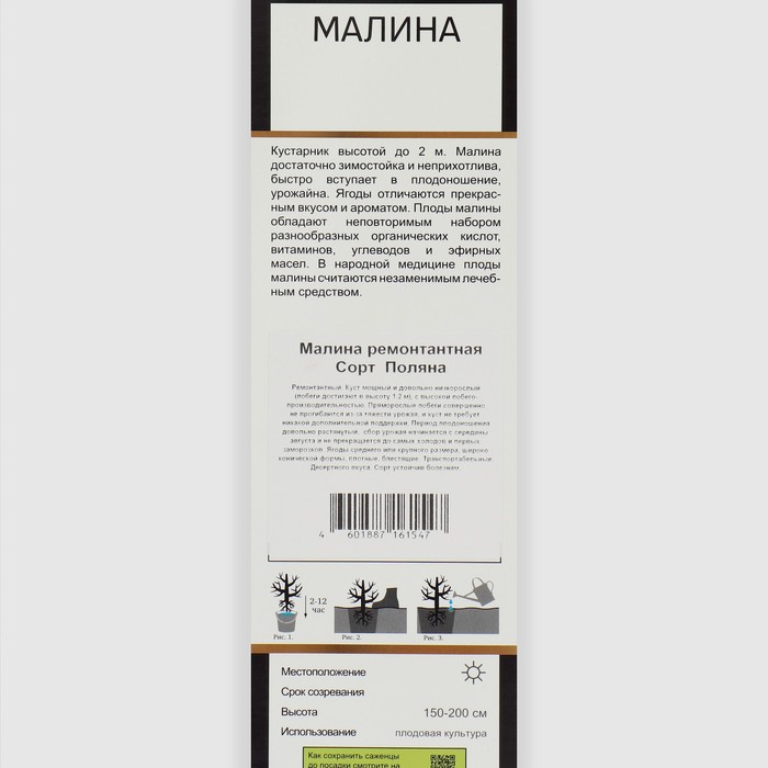 

Малина ремонтантные сорта "Поляна ", 1 шт, туба, Весна 2024