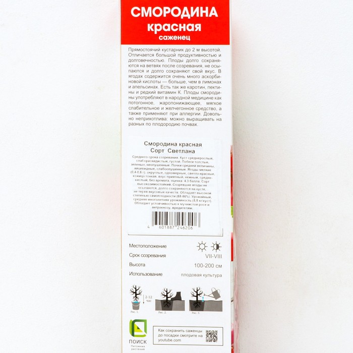 

Смородина красная традиционные сорта "Светлана", 1 шт, туба, Весна 2024