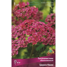 

Тысячелистник "обыкновенный Цериз Квин", 1 шт, р-р I, Весна 2023