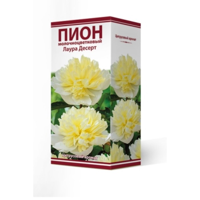 

Пионы молочноцветковые и гибриды "Лаура Десерт ", 1 шт, р-р 2-3, Весна 2024