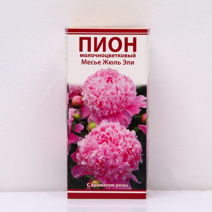 

Пионы молочноцветковые и гибриды "Месье Жюль Эли", 1 шт, р-р 2-3, Весна 2024