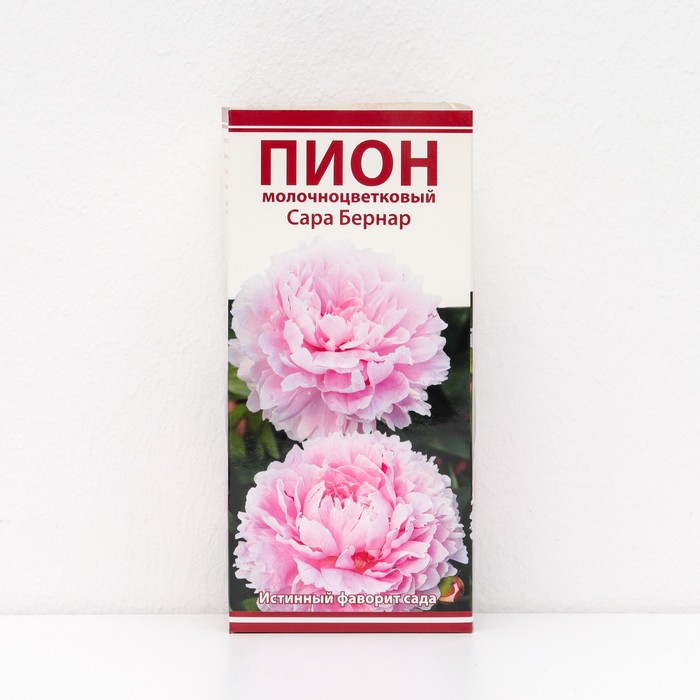 

Пионы молочноцветковые и гибриды "Сара Бернар ", 1 шт, р-р 2-3, Весна 2024